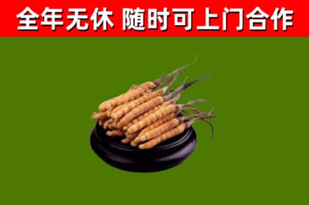 邢台回收散虫草